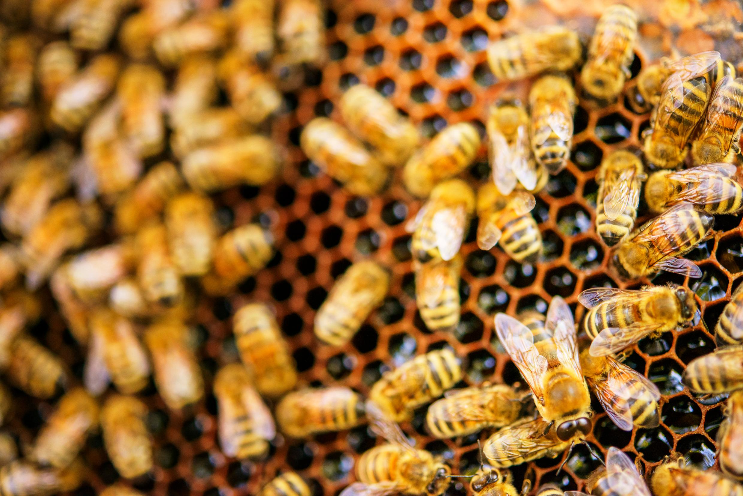 النحل في خلية نحل – حشرة من أجل مستقبل أكثر استدامة.