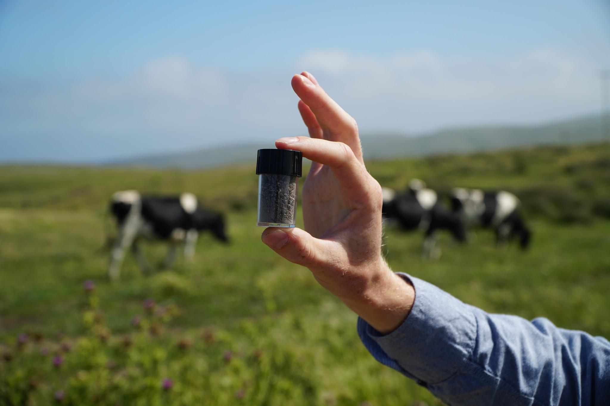 تنتج شركة Volta Greentech مكملاً غذائيًا يعتمد على الأعشاب البحرية مما يجعل الأبقار تنتج الغازات بشكل أقل. الصورة: فولتا جرينتك