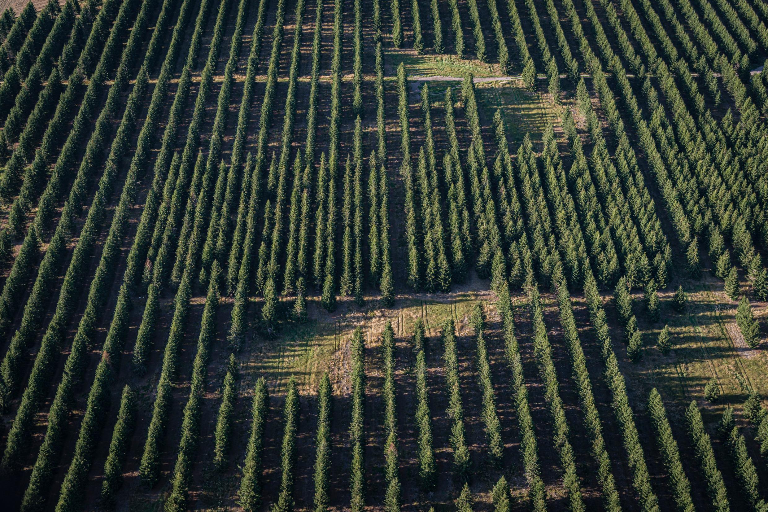 Aerial of tree plantation.